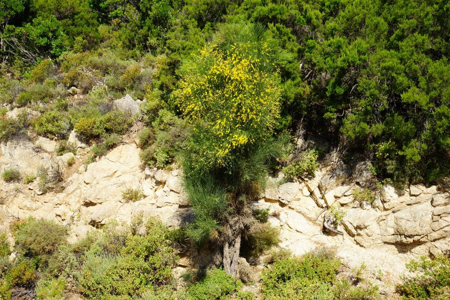 Genista aetnensis